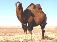Верблюд в пустыне Кызыл Кум. 9 Кбайт