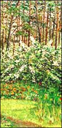 В. Уломов. Юрмала. Жасмин цветет. 1975 г. 18 Кбайт